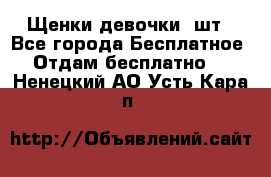 Щенки девочки 4шт - Все города Бесплатное » Отдам бесплатно   . Ненецкий АО,Усть-Кара п.